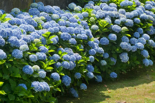 hydrangea care