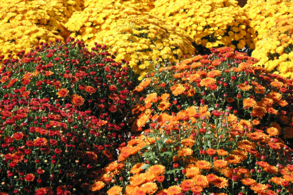 fall flowers to plant